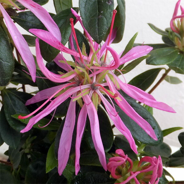 花木 庭木の苗/モチツツジ：花火4号ポット