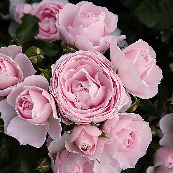 バラの苗/シュラブローズ：ハンス・ゲーネバイン大苗