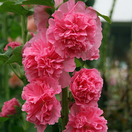 草花の苗/八重咲きフヨウ：ニューポートピンク3-3.5号ポット