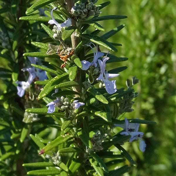 ハーブ苗 初夏と冬に開花 ガーデニング・鉢植え・お料理にハーブの苗/ローズマリー（立性）：サドバリーブルー3号ポットローズマリーは、地中海沿岸原産の常緑低木で、葉にさわやかな香りのがあり、古くから暮らしに利用されています。ハーブとして料理や香料に使われるだけでなく、年間を通して細かな美しい葉を茂らせるのでガーデニングにもぴったり。花壇や鉢植え、建物周りの植栽やグランドカバーと用途は多彩です。秋から春にかけて小さな花も咲かせ、蜂や蝶が集まります。樹形は立性、半ほふく性、ほふく性の3タイプがあります。サドバリーブルーは立性のローズマリー。まっすぐ伸びる枝に幅広いしっかりした葉で、大きめな濃い青紫の花を咲かせます。生育が早く、寒さにも強い品種です。 学名Salvia rosmarinus(旧Rosmarinus officinalis）'Sudbury Blue'英名Rosemary Sudbury Blue科名・属名シソ科アキギリ属（旧　マンネンロウ属）分類耐寒性常緑性低木（マイナス15度まで）原産地地中海沿岸地方開花期6-7月・12-2月草丈50-180cm日照日なた用途花壇、鉢植え利用部分葉＜育てて楽しむ＞料理肉・魚料理の臭み消しティーハーブティー他ポプリ・サシェ栽培方法：日当たりの良い、水はけがよく乾燥気味のやせた軽い土を好みます。根が多湿を嫌うので、排水のよい状態を保つようにします。5〜6月、成熟した枝先5〜8cmを使って挿木で殖やすことができます。 収穫・利用方法：葉は使用のつど摘みますが、多量の収穫は3年苗くらいからです。乾燥保存は開花直前に採ります。常緑樹なので栽培している場合は生葉で利用するとよいでしょう。 用途 肉料理の臭み消しによく使われます。肉を焼く前の下ごしらえとして、生か乾燥葉をはりつけてから調理すると効果的です。枝をフライパンの底に敷いてもよく、じゃがいもをゆでたりする時に一枝加え香りをつけたりします。また、花をハーブティーに使うと非常に香りがよいものです。また、サラダの飾り付けにも利用できます。写真は成長時のイメージですが、お届けの際は苗の状態です。ローズマリー（立性）：サドバリーブルー3号ポットの栽培ガイド野菜栽培のコンパニオンプランツローズマリーのスタンダード仕立てローズマリー1月の野菜・ハーブ類のお手入れハーブの育て方