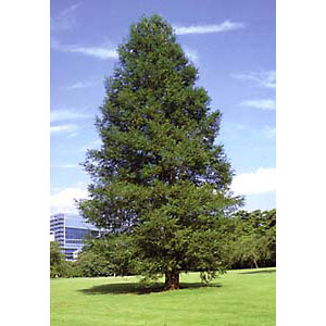 花木 庭木の苗/セコイア：センペルセコイア（セコイアスギ）樹高1m根巻きのサムネイル