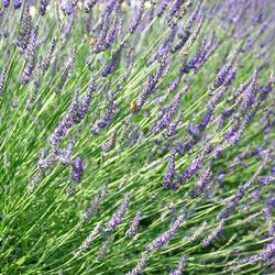 ハーブの苗/ラベンダー（ ラバンディン系）：スーパー3号ポットのサムネイル