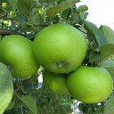 果樹の苗/リンゴ：ブラムリー4～5号ポット
