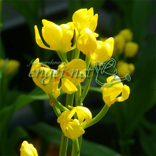 山野草の苗/キンラン2.5-3号ポット