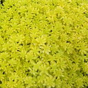 観葉植物/セダム:細葉オオゴンマンネングサ3号ポット6株セット