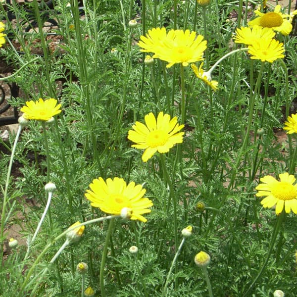 ハーブの苗/カモミール：ダイヤーズ...