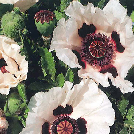 草花の苗/オリエンタルポピー：チェッカーズ3-3.5号ポットのサムネイル