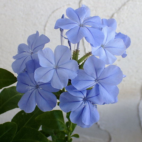 草花の苗/プルンバーゴ（ルリマツリ）：ブルー3.5号ポット6株セット