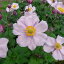 草花の苗/シュウメイギク(秋明菊):セプテンバーチャーム4号ポット 966円