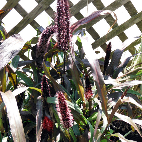 草花の苗/オーナメンタルミレット・パープルマジェスティ3.5号ポット2株セット[黒葉と8月頃から出る紫..