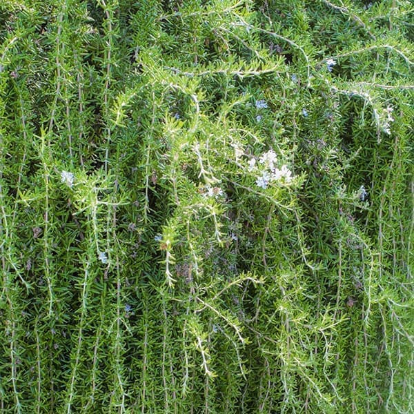 ハーブの苗/ローズマリー：プロスト...