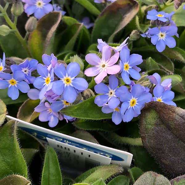 草花の苗/ワスレナグサ：モナミブルー3.5号ポット 3株セット