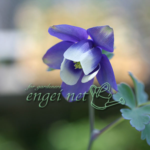 草花の苗/ミヤマオダマキ2.5〜3...