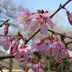 花木 庭木の苗/桜：おかめ桜（オカメザクラ）接木苗4～5号ポット