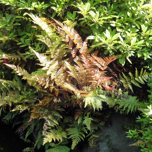 [����̵��]�������٥˥����ʹ��ӻ���5��ݥå�8�����å�