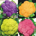 野菜の苗/カリフラワー:シチリアン3号ポット4色セット