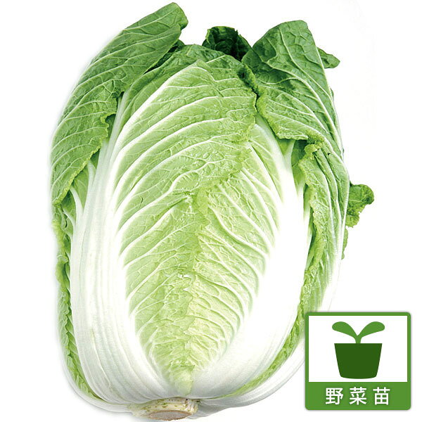 野菜の苗/しゃぶしゃぶ白菜 味王（あじおう）苗3号ポット