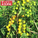 野菜の苗/トマト:ハニーイエロー3号ポット 野菜の苗/トマト:ハニーイエロー3号ポット