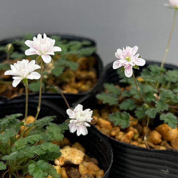 山野草の苗/ヒメフウロソウ（姫風露草）：白花八重咲2.5〜3号ポット*