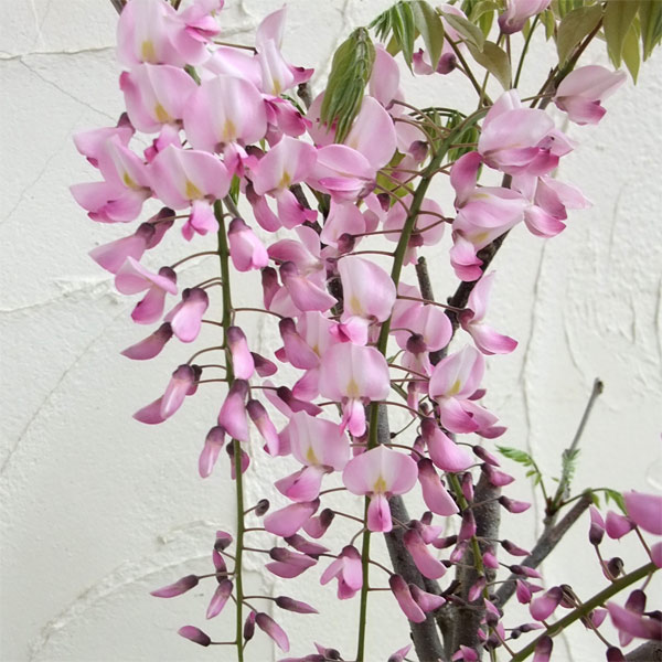 花木 庭木の苗/フジ（藤）：ホンベニフジ（本紅藤）6号ポットのサムネイル