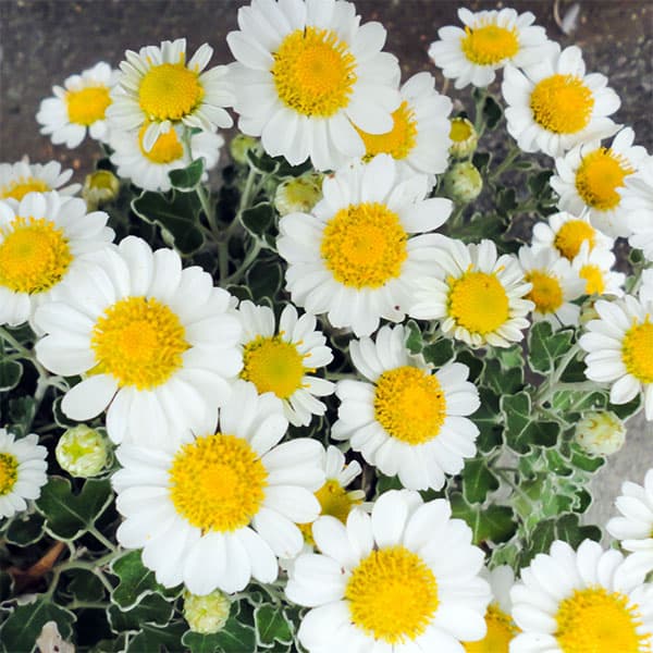 山野草の苗/キク：アシズリノジギク2.5-3号ポット