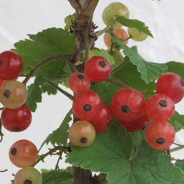 果樹の苗/カシス：赤実フサスグリ（レッドカーラント）3-3.5号ポット