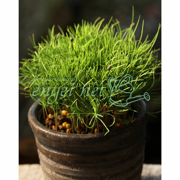 山野草の苗/マツ：アカマツ実生林2.5号ポット