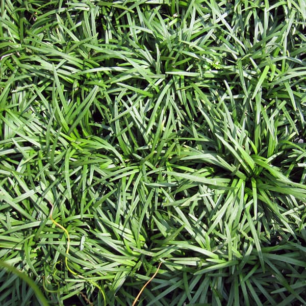 リュウノヒゲ：玉竜（タマリュウ・ギョクリュウ） 2.5号ポット...