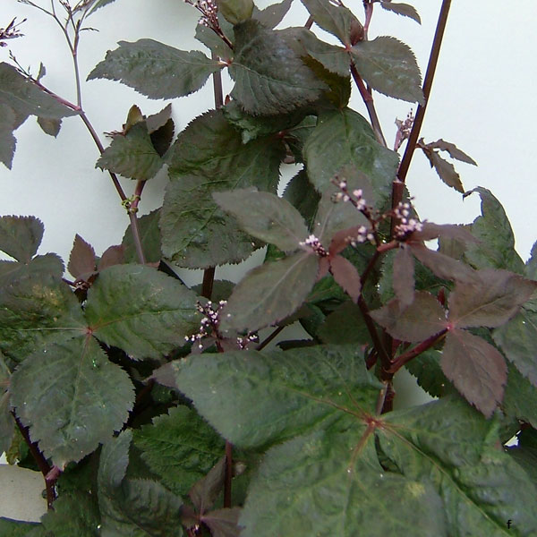 草花の苗/三つ葉（ミツバ）：ムラサキミツバ（黒葉三つ葉）3-3.5号ポット