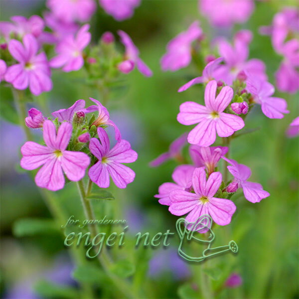 山野草の苗/イワカラクサ：桃花2.5〜3号ポット