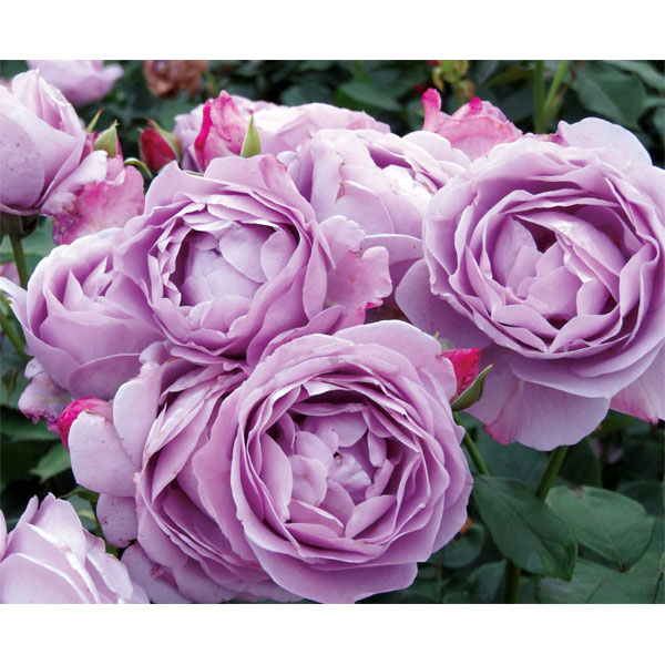 バラの苗/（わけあり特価）四季咲中輪バラ：しのぶれど大苗