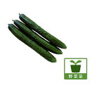 野菜の苗/(わけあり特価)キュウリ:うどんこつよし(R)DX(デラックス)接木苗3.5号ポット2株セット