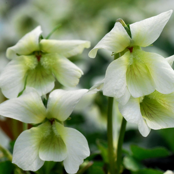 山野草の苗/スミレ：スノープリンセス2.5号ポット