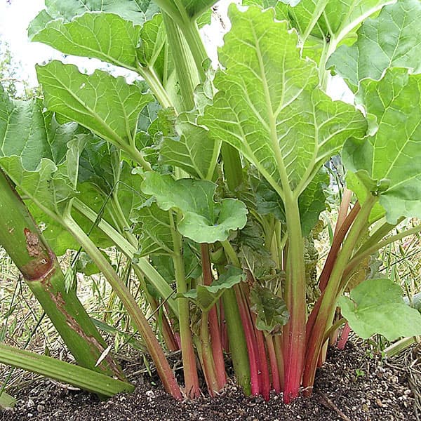 【有効期限25年11月】ルバーブの種[ジャムやパイに！野菜タネ 春、秋まき]