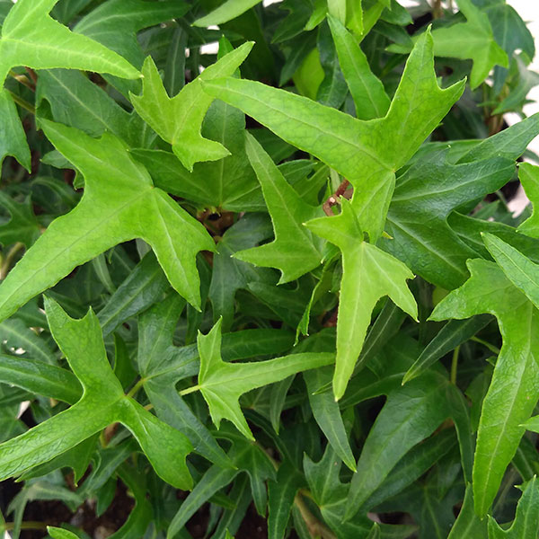 草花の苗/ヘデラ（アイビー）：アイリッシュレース3号ポット