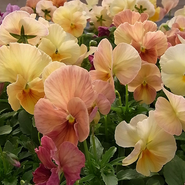 草花の苗/パンジー：アプリコットメルバ3-3.5号ポット