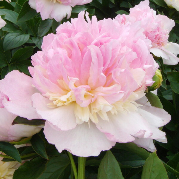 楽天市場】芍薬 ピオニー 苗の通販