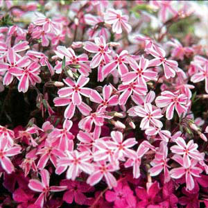 [送料無料]芝桜（シバザクラ） ：タマノナガレ（多摩の流れ）24株セット