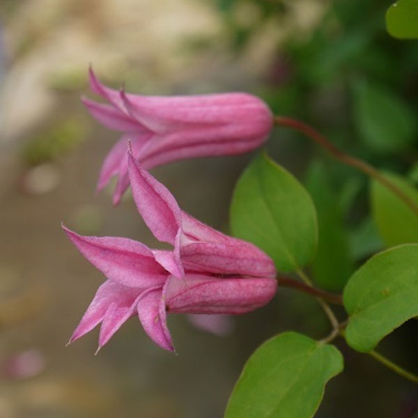 クレマチスの苗/クレマチス：ダッチェスオブアルバニー4.5号ポット(テキセンシス系)