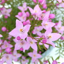 (わけあり特価)ボロニア:ピナータ5号鉢植え