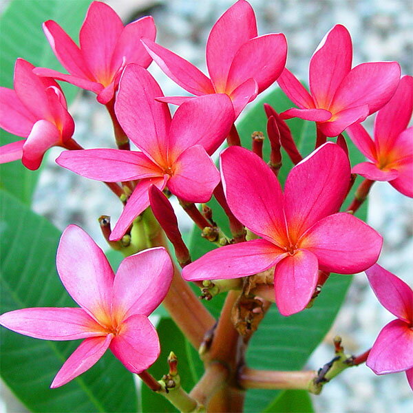 花木 庭木の苗/プルメリア挿し木用苗パック詰め：レッド　1株のサムネイル