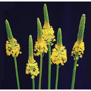 小型 ブルビネラ 年々大きくなりたくさんの花を咲かせる南半球原産の球根植物球根/バルビネラ：イエロー1球バルビネラは南アフリカなどが原産のツルボラン科（ユリ科）の球根植物（または多年草）です。すっと伸びた花茎の先端に、下から上へと小さな花が穂状に咲きます。「キャットテール（猫のしっぽ）」「ハナアロエ」とも呼ばれます。一つの花の開花期間が長く、切り花でも楽しめる植物です。寒さに比較的強く、関東以南の温暖な地域なら庭植えできます。庭植えにすると1m近くの高さまで花穂が上がることがあります。鉢植えの場合は50cmほどで開花します。夏は休眠します。原産国：南アフリカとニュージーランドタイプ：ユリ科の半耐寒性球根植物草丈：60〜100cm植付時期：9〜11月上旬開花時期：2〜4月用途：鉢植え・花壇・切り花耐寒性：マイナス5度栽培方法：日当たり〜半日陰程度の場所で、水はけが良く湿り気の保てる中性〜酸性の土壌を好みます。寒さには弱いので、冬場は腐葉土でマルチングして管理下さい。痩せ地を好みますので、肥料は特に必要ありません。写真は開花時のイメージです。★バラ球を無地袋に詰めた状態でお届けします。カラーラベルは付いていません★※球根の表皮が剥けていたり、細かな傷がある場合がありますが、生育には支障ありません。バルビネラ：イエロー1球の栽培ガイド秋植え球根のダブルデッカー植え球根の植付け秋植え球根