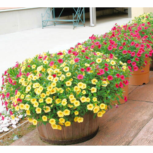 草花の苗/カリブラコア・ミリオンベルイエロー＆チェリーピンクのセット 3号ポット (R)