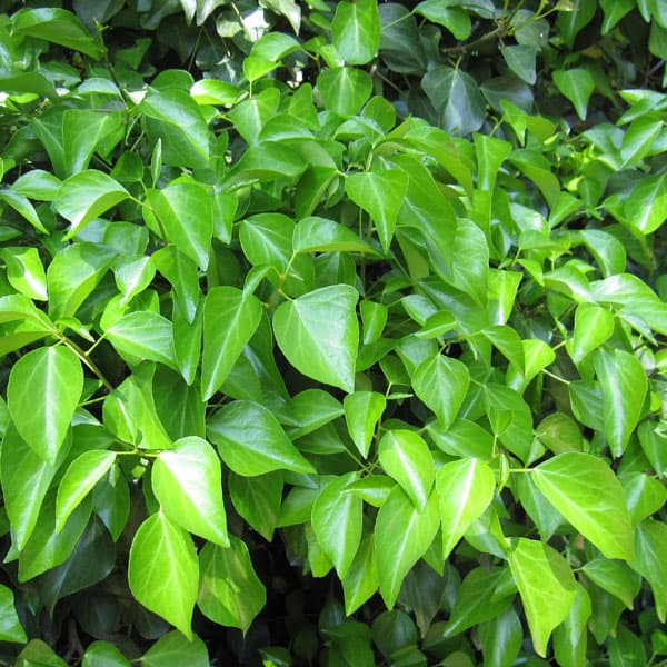 草花の苗/キヅタ（フユヅタ）3号ポット12株セット