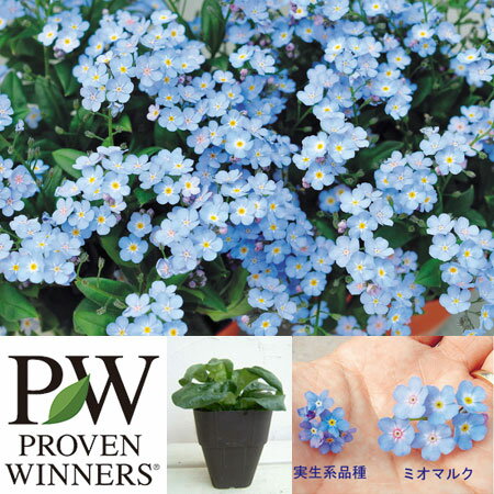 草花の苗/ミオソティス：ミオマルク3.5号ポット