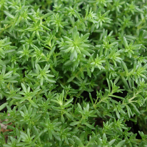 観葉植物/セダム：モリムラマンネン...