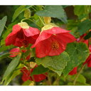 草花の苗/(わけあり特価)アブチロン:べに姫3号ポット