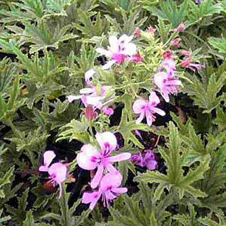 ハーブの苗/ニオイゼラニウム：マーブルグレイ3号ポット