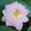 草花の苗/花はす: 粉松球4.5号ポット 1,749円