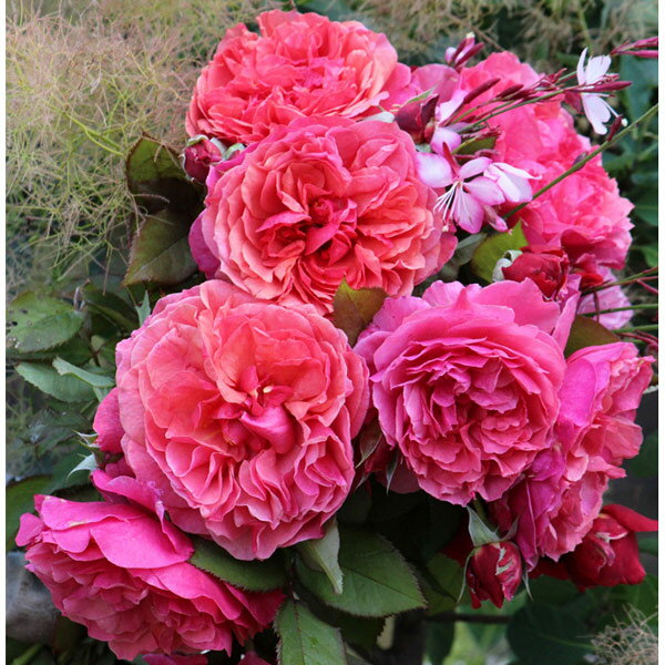 バラの苗/ギヨーローズ：ラデュレ大苗